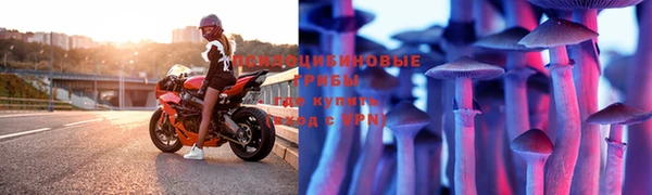 крисы Новокубанск